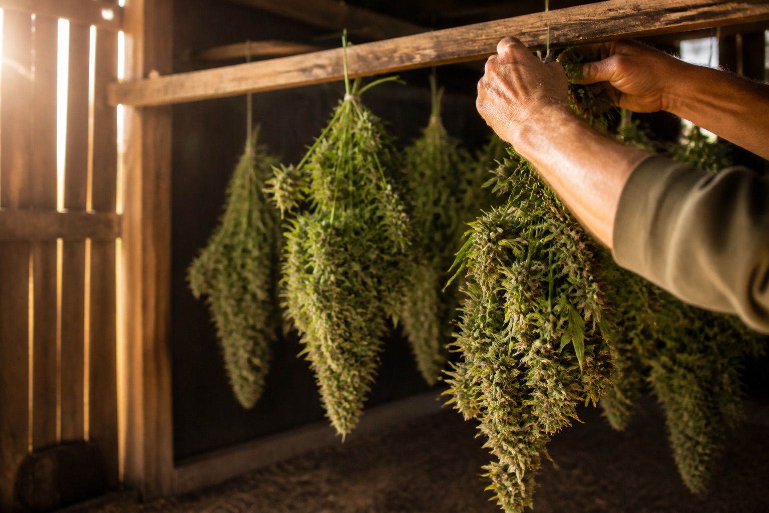 Drying Cannabis Flower: The Step Between Harvest and Cure That Saves Terpenes